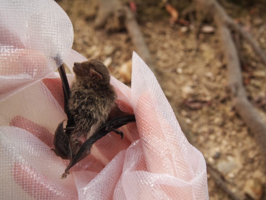 アブラコウモリ 生息地 特徴