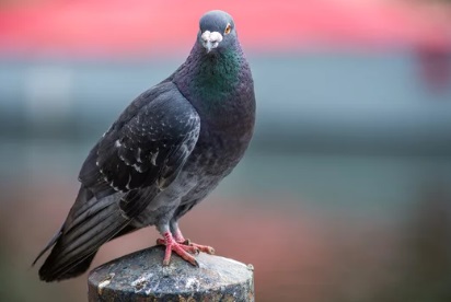 飯塚市の鳩駆除：害獣対策と予防の徹底ガイド