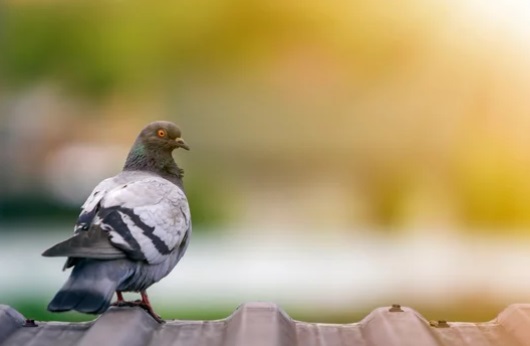 行橋市で安全な鳩駆除：予防方法と信頼できる業者