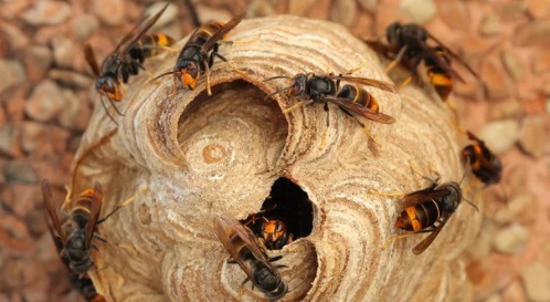 スズメバチ駆除を自分で安全に行う方法【手順・注意点・必要な道具まとめ】北九州市