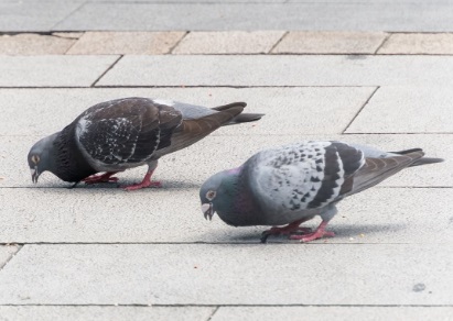 屋上 鳩