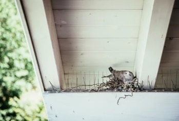 換気扇　鳩駆除