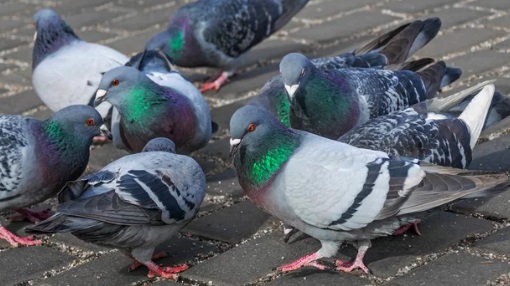 鳩駆除業者の料金相場と選び方ガイド【見積もり・相場の確認方法】