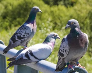 鳩駆除 違法