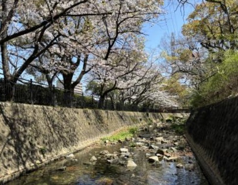 苅田町　鳩駆除