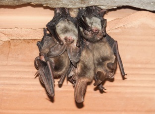 屋根にコウモリが住みつく原因と対策方法！効果的な予防策を紹介