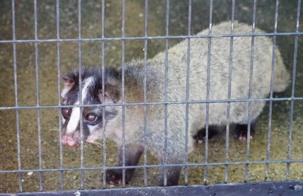 ハクビシン　嫌がる