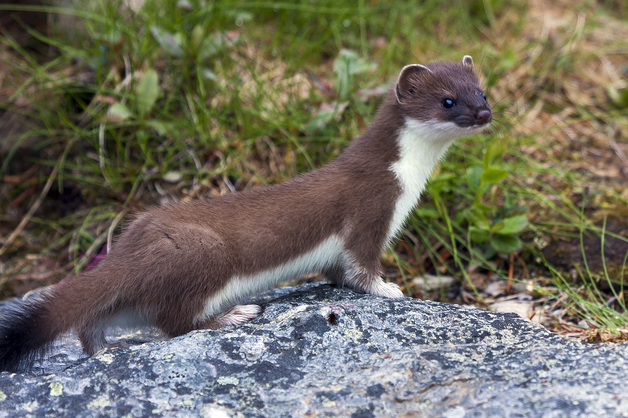 テンとイタチ、この動物の違いを徹底解説！見分け方や駆除方法の違いとは？