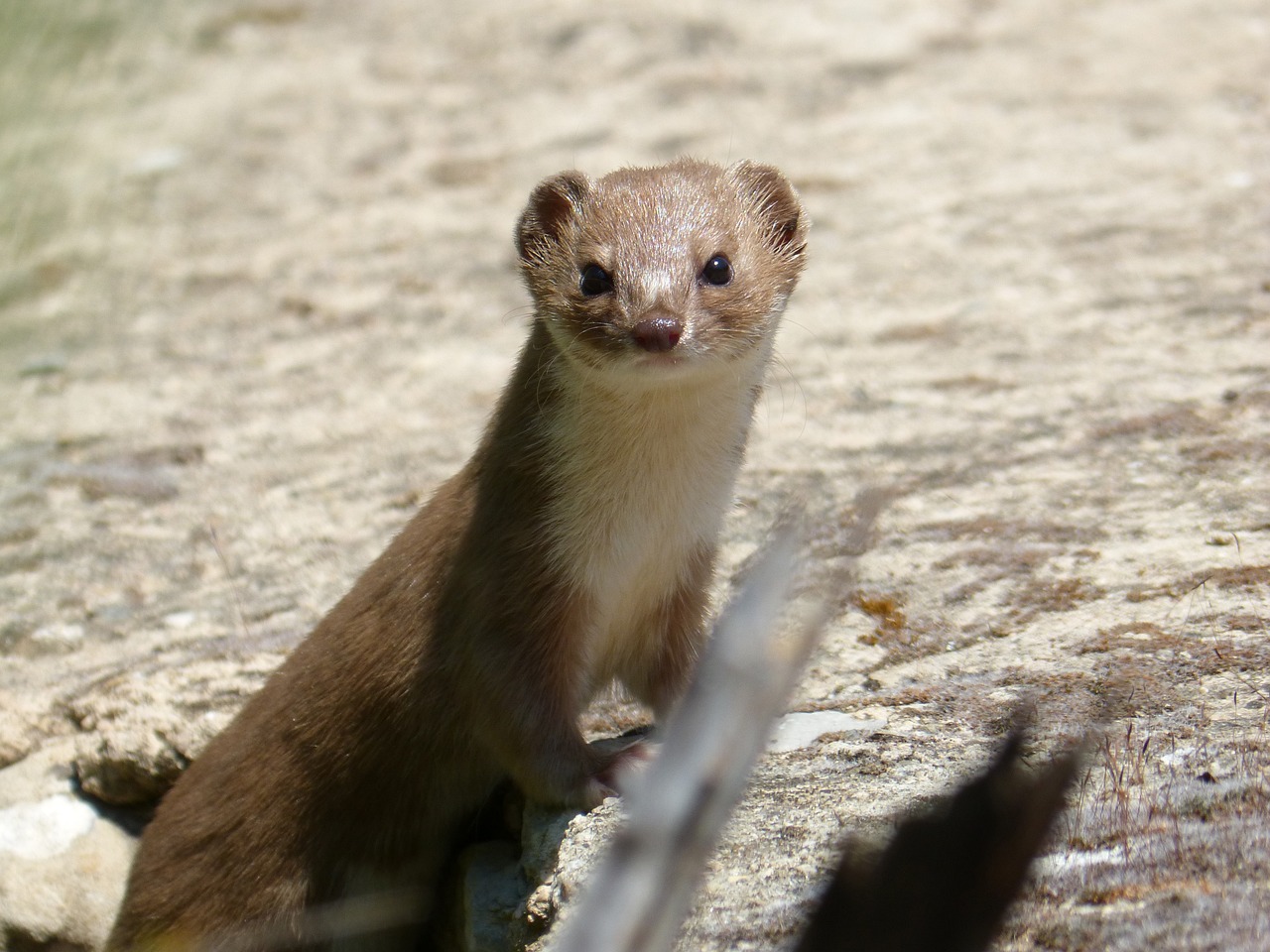 テン 動物 イタチ 違い