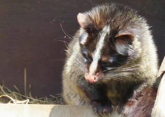 ハクビシン　繁殖期