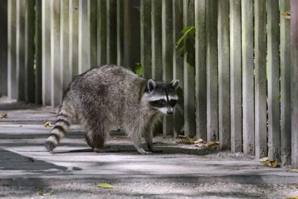 アライグマ駆除