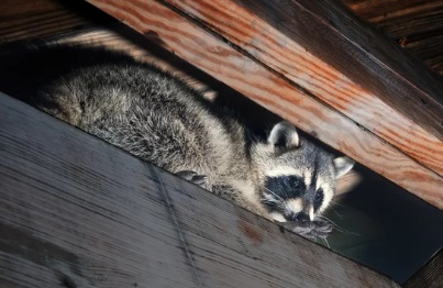 アライグマ駆除