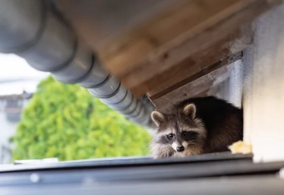 アライグマ駆除