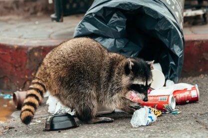 アライグマ駆除