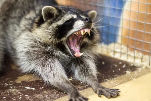 アライグマ駆除