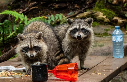 アライグマ駆除