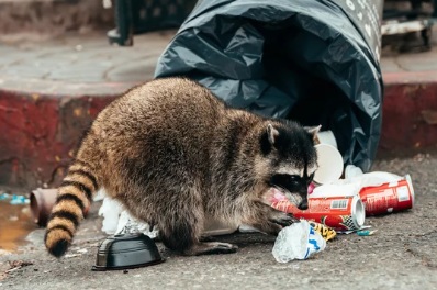 アライグマ駆除市役所