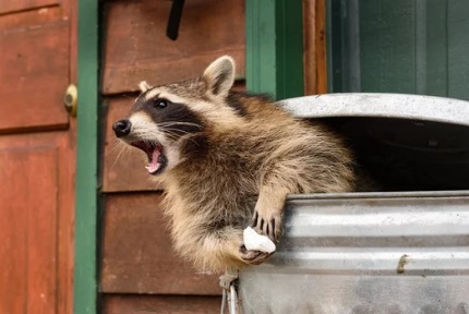 アライグマ駆除市役所