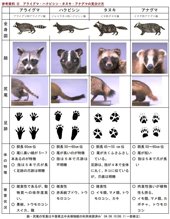 ハクビシンアナグマ