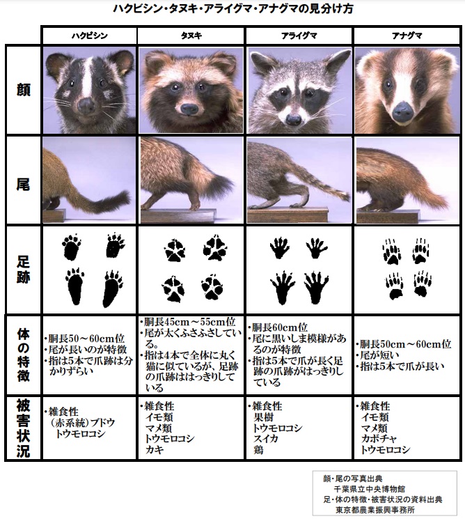 ハクビシンアナグマ