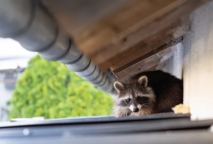 アライグマ駆除 かわいそう