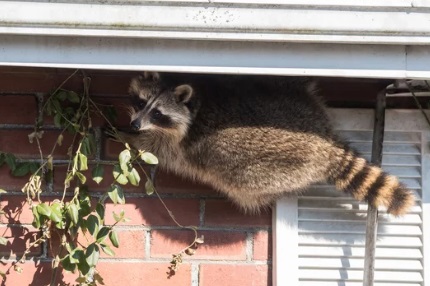 アライグマ駆除 かわいそう