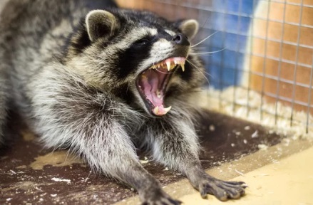 アライグマ駆除 かわいそう