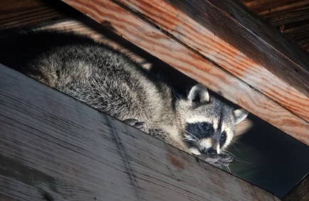 アライグマ駆除 かわいそう