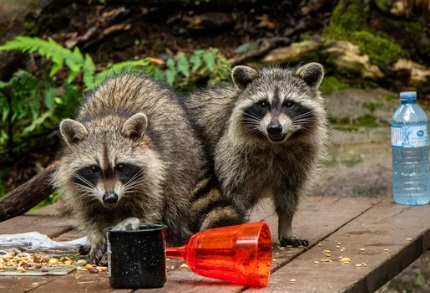 アライグマ駆除 かわいそう