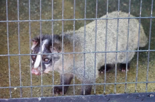 アライグマとハクビシン