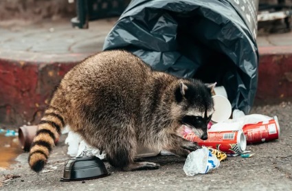 害獣毒餌