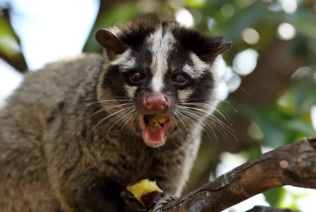 アライグマとハクビシン