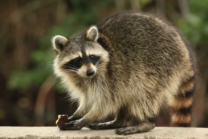 アライグマ たぬき 野生 危険